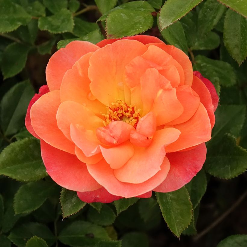 Rosa Sugar Candy Rose (Fioritura)