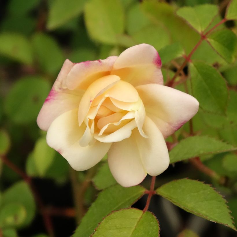 Rosa moscata Apricot Bells (Fioritura)