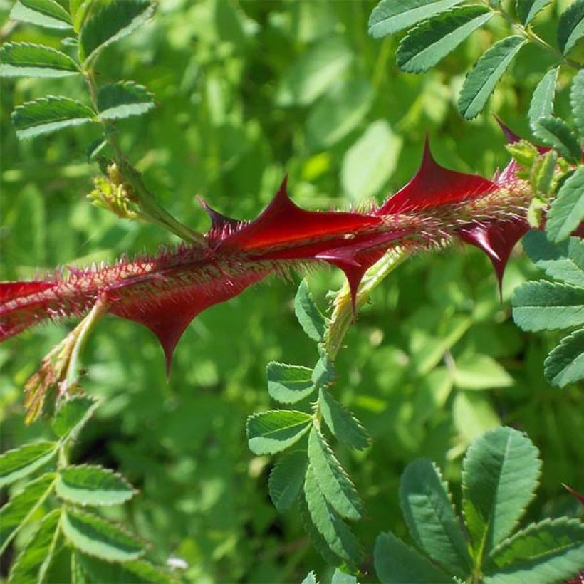 Rosa omeiensis Pteracantha - Rosa botanico (Foliage)
