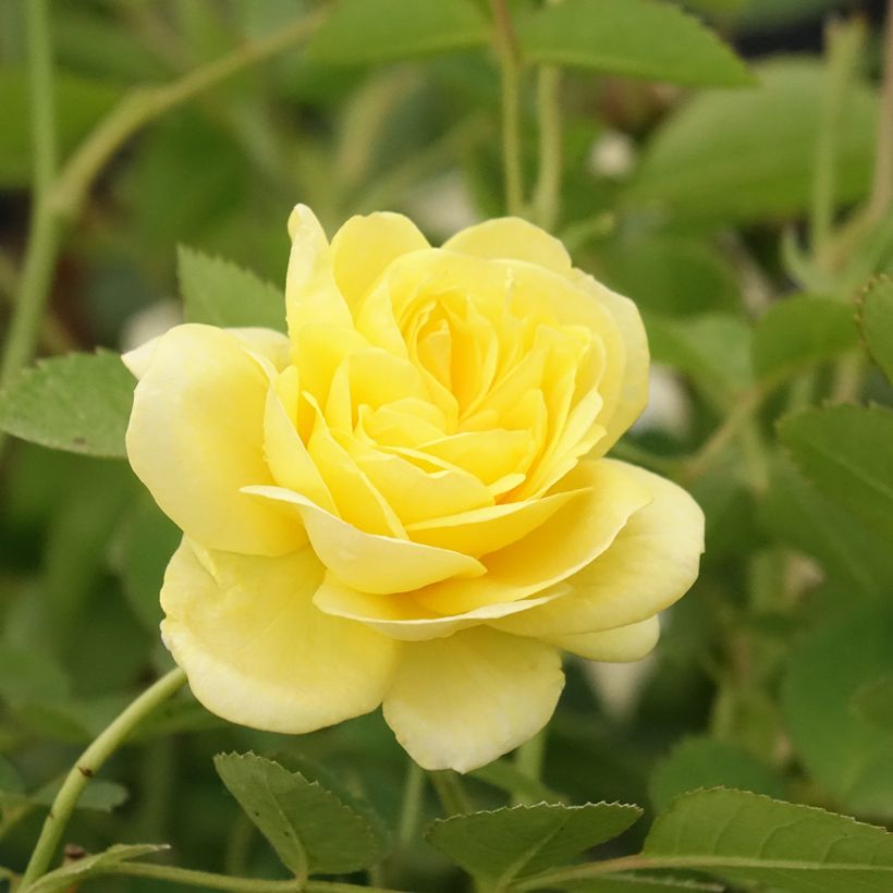 Rosa polyantha Golden Border (Fioritura)