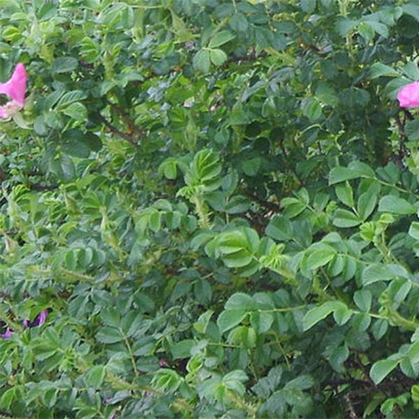 Rosa rugosa (Foliage)