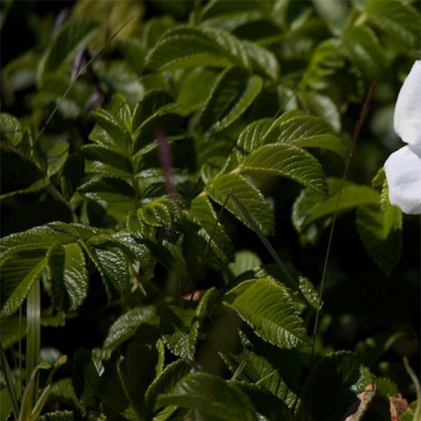 Rosa rugosa Alba (Foliage)