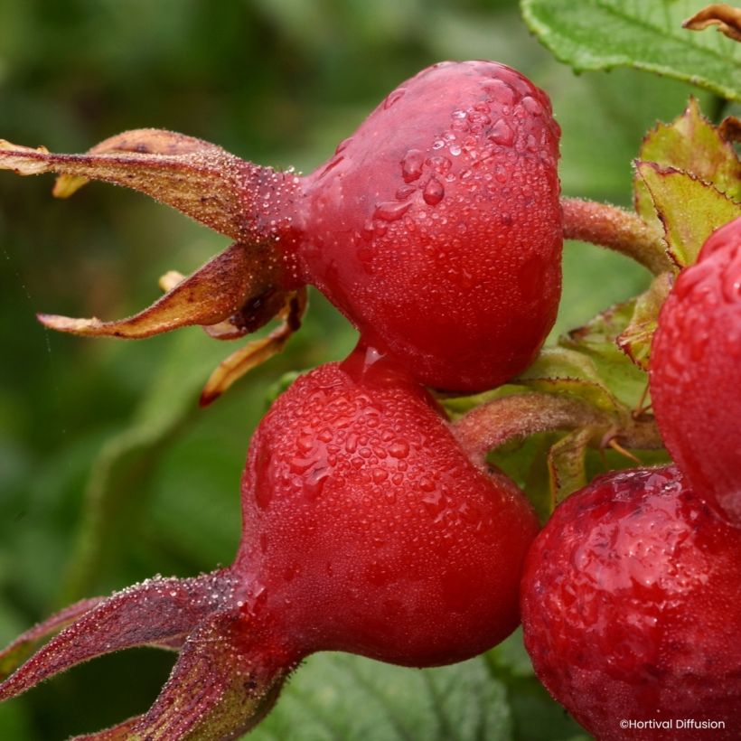 Rosa rugosa Angelia Pink (Harvest)
