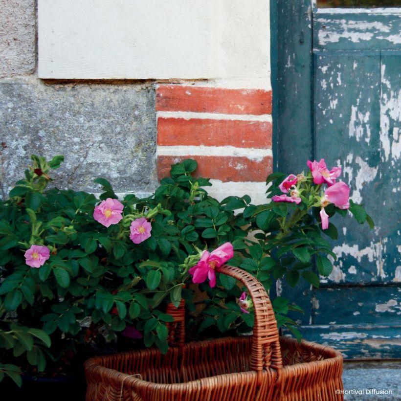Rosa rugosa Angelia Pink (Plant habit)