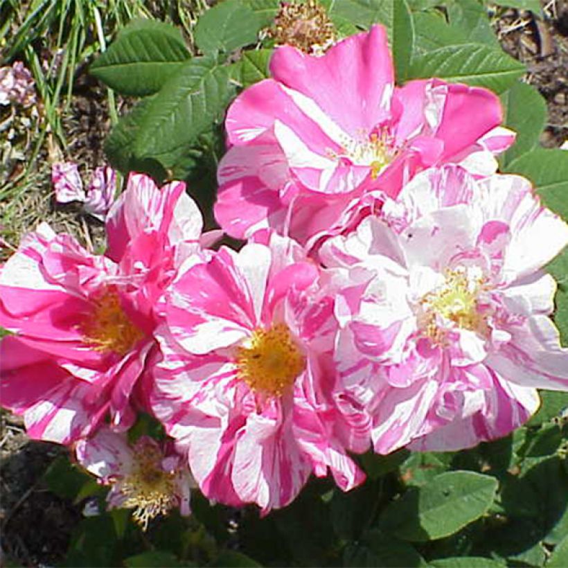 Rosa gallica Versicolor (Flowering)