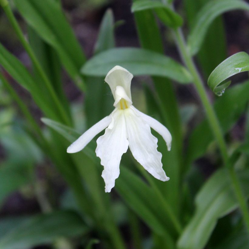 Roscoea beesiana Alba (Fioritura)