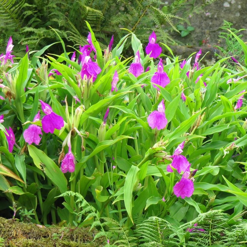Roscoea purpurea (Porto)