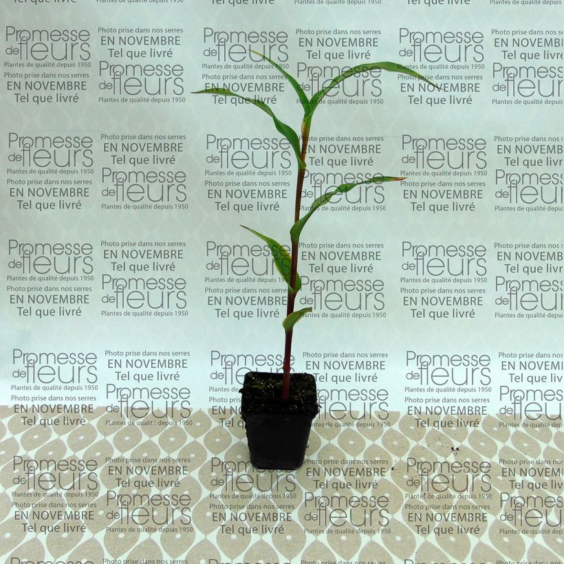 Esempio di esemplare Roscoea purpurea Dalaï Lama Bulbo taglia I come consegnato