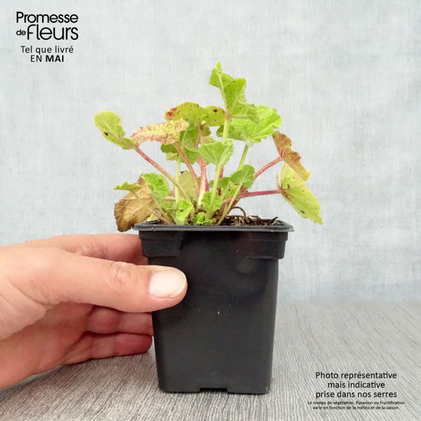 Example of Alcea rosea Chatter's Red - Malvarosa Vasetto da 7/8 cm as you get in printemps