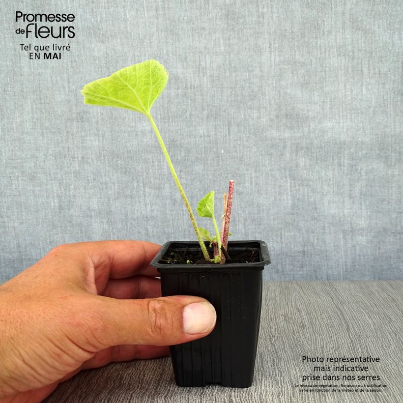 Example of Alcea rosea Nigra - Malvarosa Vasetto da 7/8 cm as you get in printemps