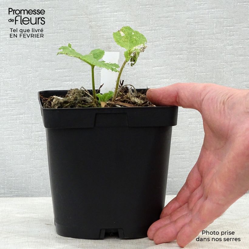 Example of Alcea rosea Nigra - Malvarosa Vaso da 2L/3L as you get in hiver