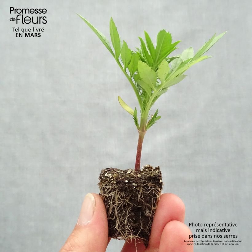 Tagetes erecta nana F1 Taishan Mix Jardimotte: zolla da 3,8 cm x 3,2 cm in vassoio da 16 pezzi. esemplare consegnato in primavera