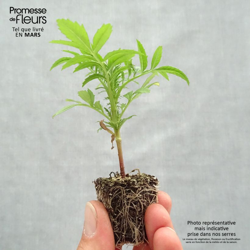 Example of Tagetes erecta nana F1 Vanilla Jardimotte: zolla da 3,8 cm x 3,2 cm in vassoio da 16 pezzi. as you get in printemps