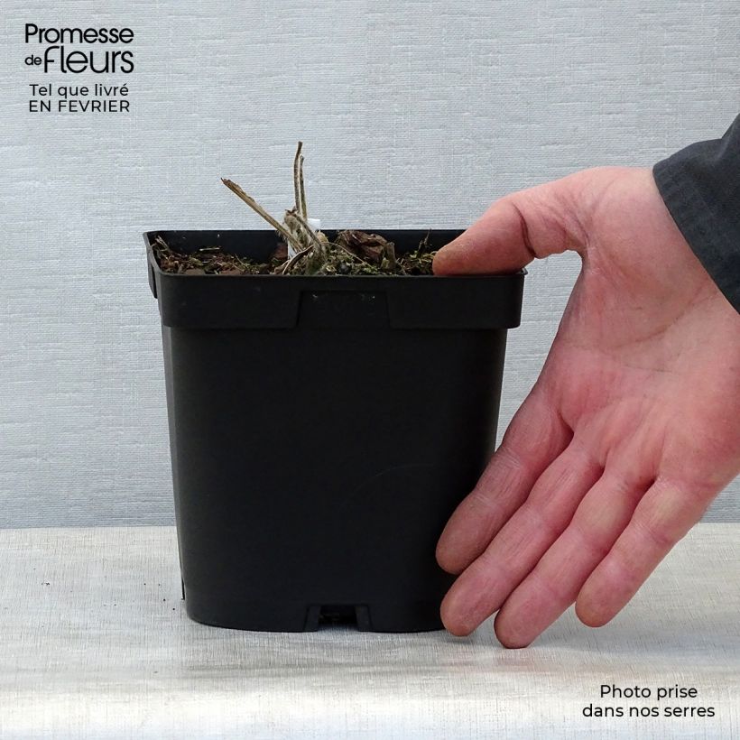 Alcea rosea Chater's Double White - Malvarosa Vaso da 2L/3L esemplare consegnato in inverno