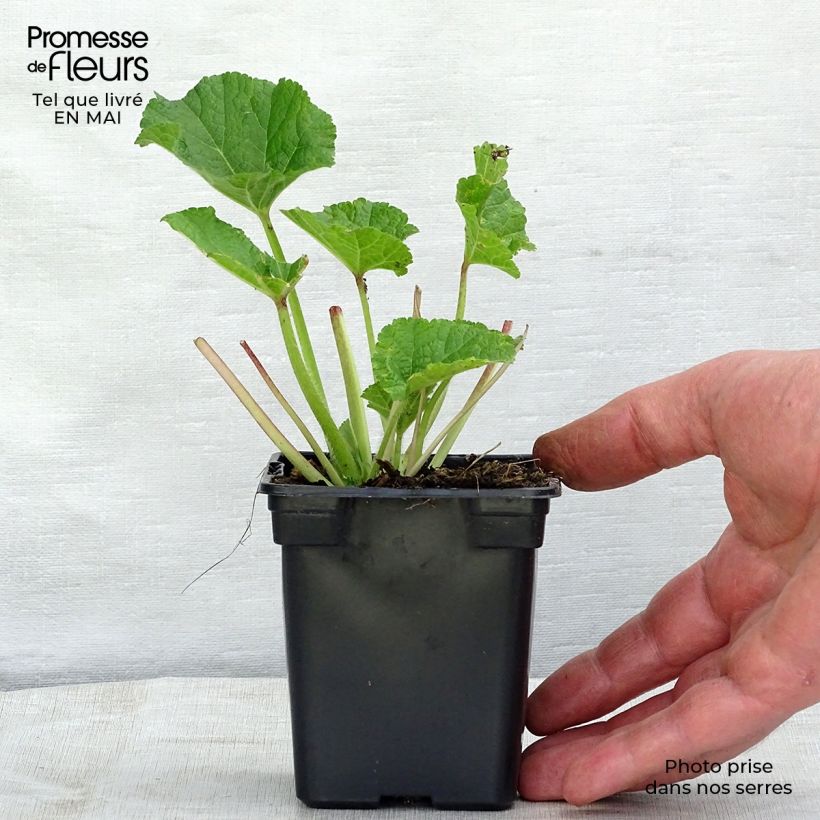 Example of Alcea rosea Chater's Double Rosa - Malvarosa Vasetto da 7/8 cm as you get in printemps