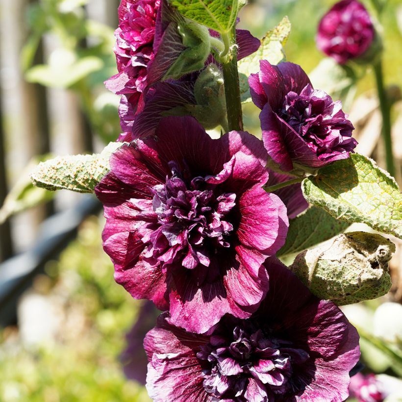 Alcea rosea Chater's Double Violet - Malvarosa (Flowering)