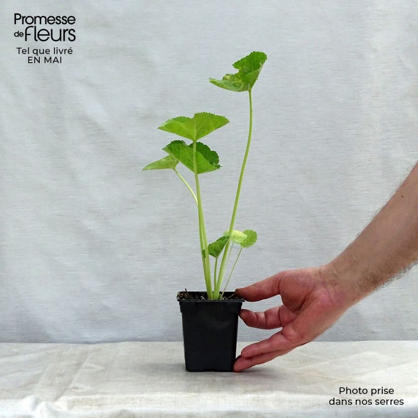 Example of Alcea rosea Chater's Double saumon - Malvarosa Vasetto da 7/8 cm as you get in printemps