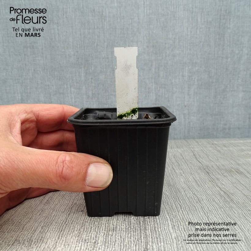 Example of Alcea rosea Chater's Double Violet - Malvarosa Vasetto da 8/9 cm as you get in printemps