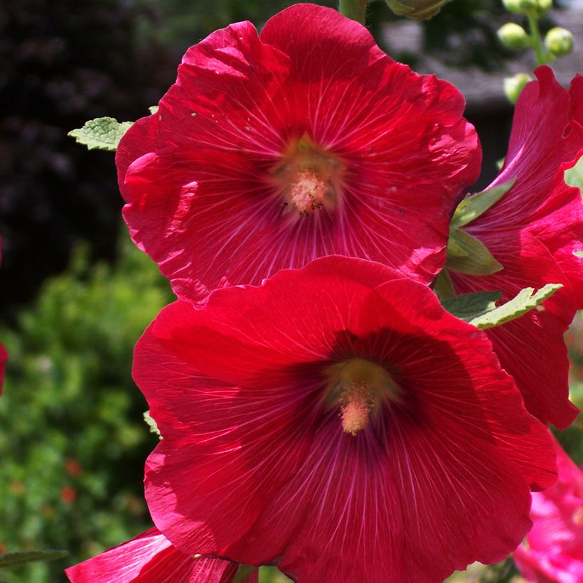 Alcea rosea Mars Magic - Malvarosa (Fioritura)