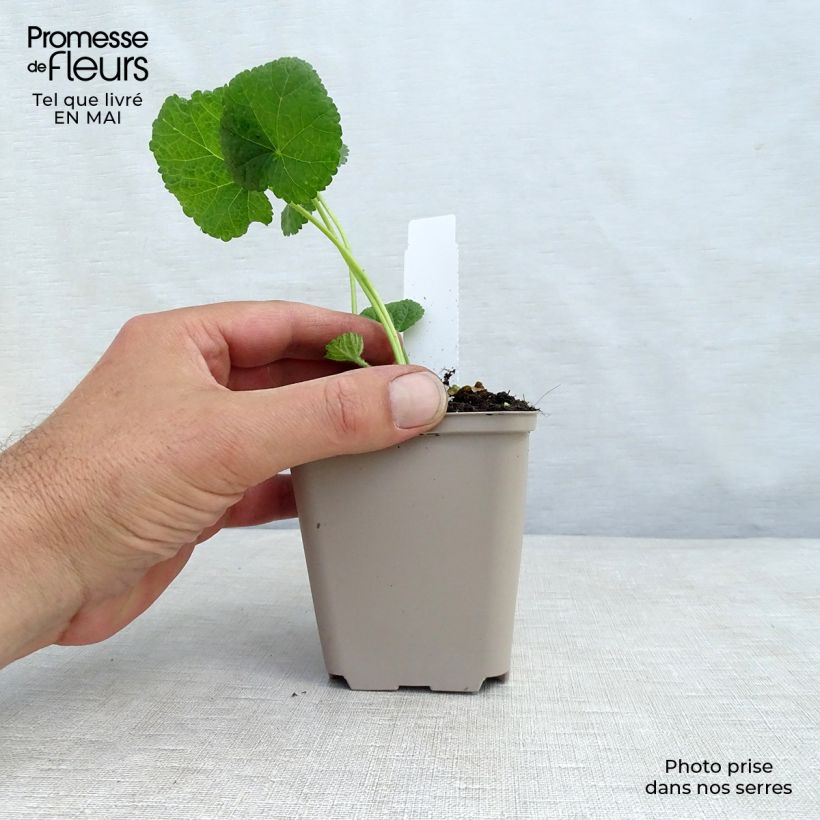 Alcea rosea Sunshine - Malvarosa Vasetto da 8/9 cm esemplare consegnato in primavera