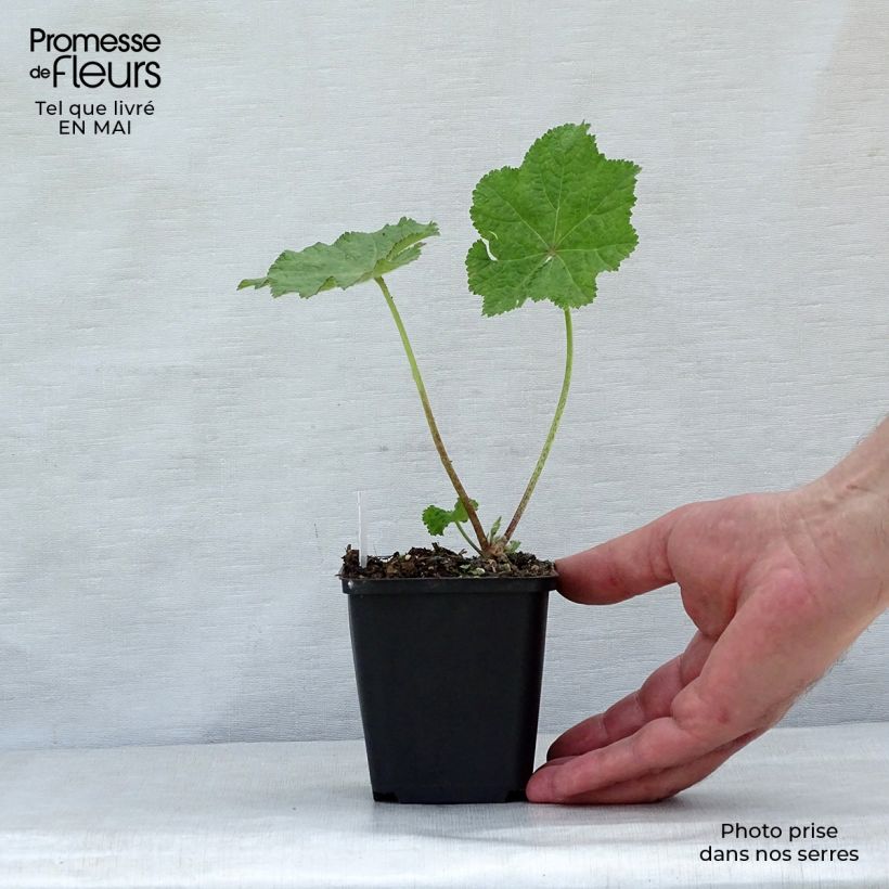 Alcea rugosa - Malvarosa Vasetto da 8/9 cm esemplare consegnato in primavera