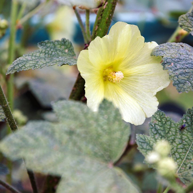 Alcea rugosa - Malvarosa (Fioritura)