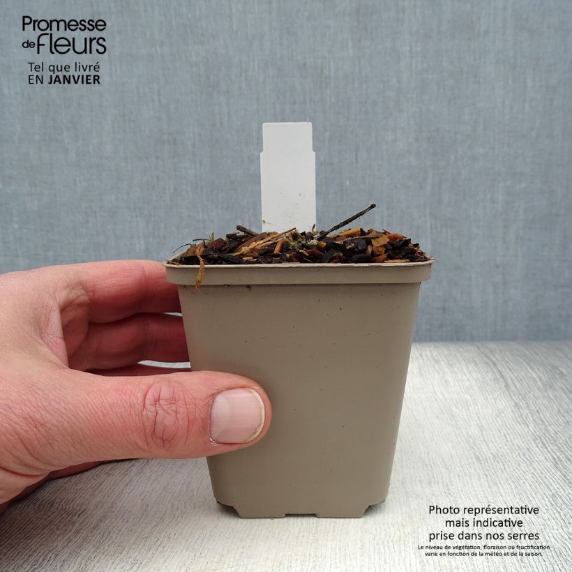 Alcea Crème de Cassis - Malvarosa Vasetto da 8/9 cm esemplare consegnato in inverno