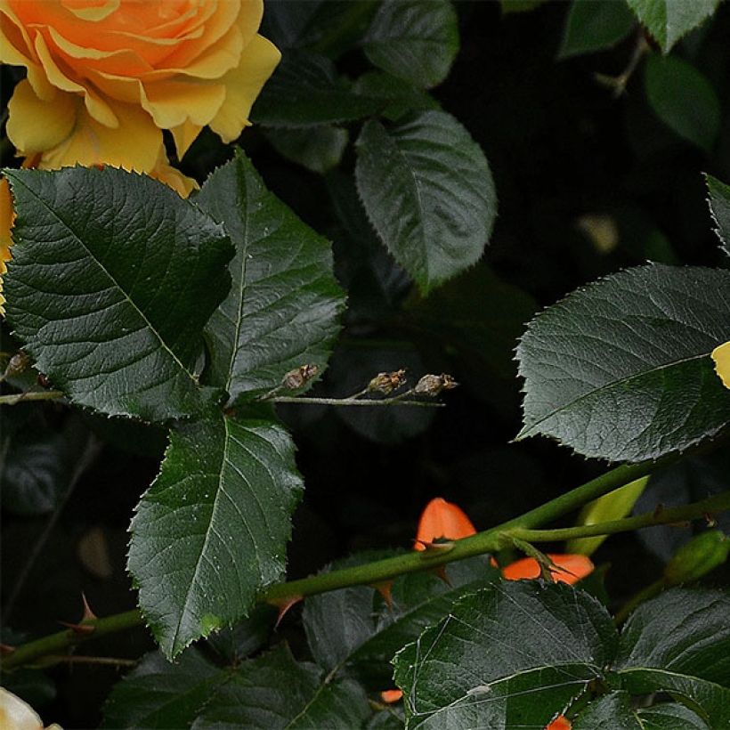 Rosa polyantha Amber Queen (Foliage)