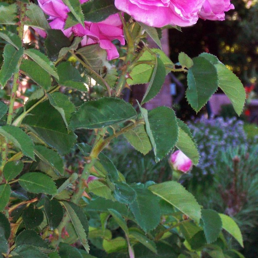 Rosa Rosier Baronne Prévost (Foliage)