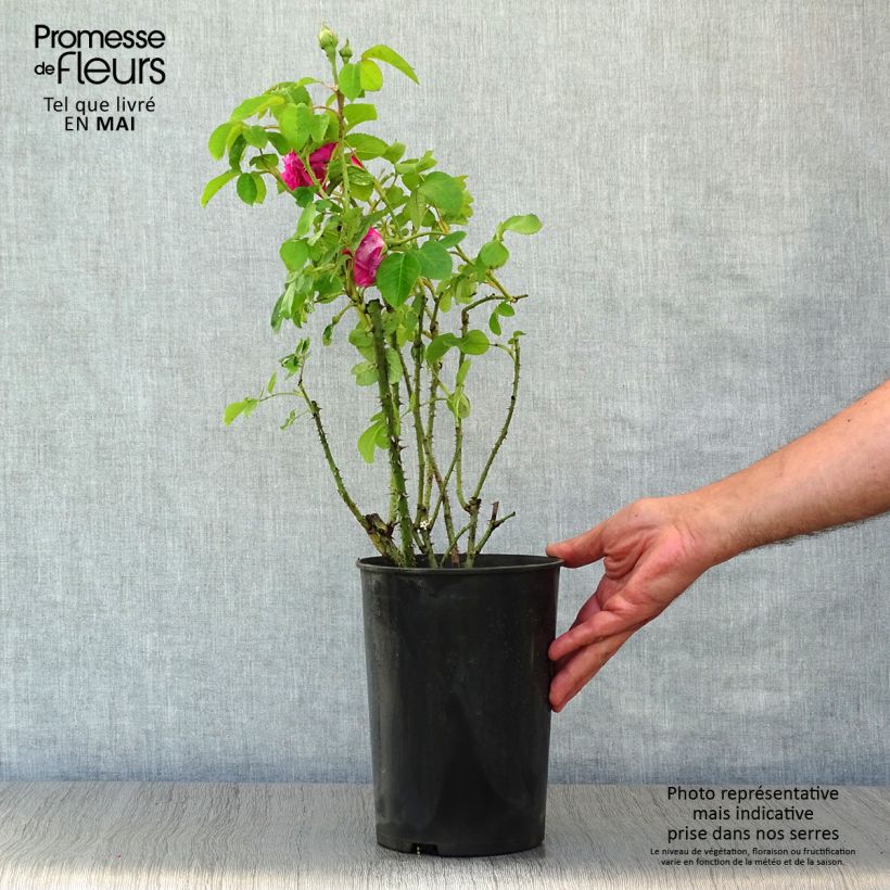 Example of Rosa Rosier Baronne Prévost Vaso da 4L/5L as you get in printemps