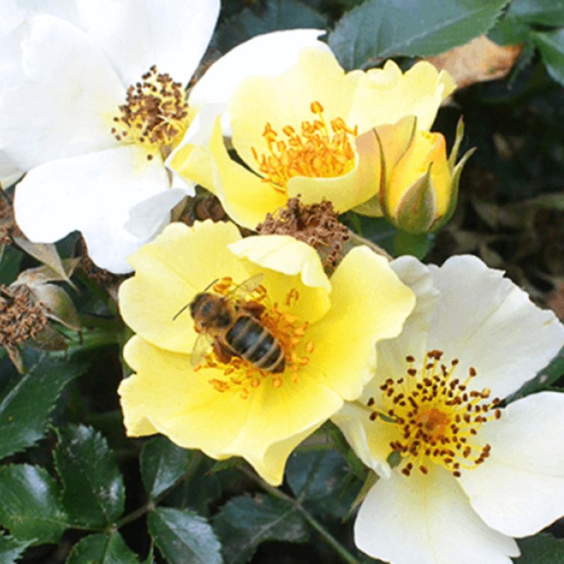 Rosa Bee Gold (Flowering)
