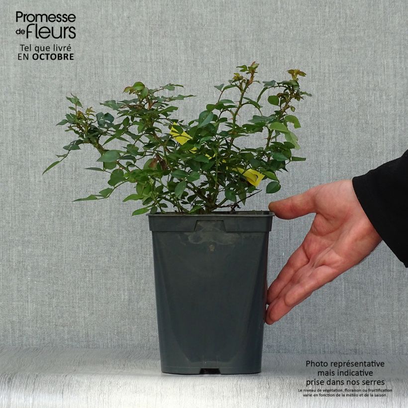 Esemplare di Rosier Bees Paradise Gelb Pot de 3L/4L come consegnato in autunno
