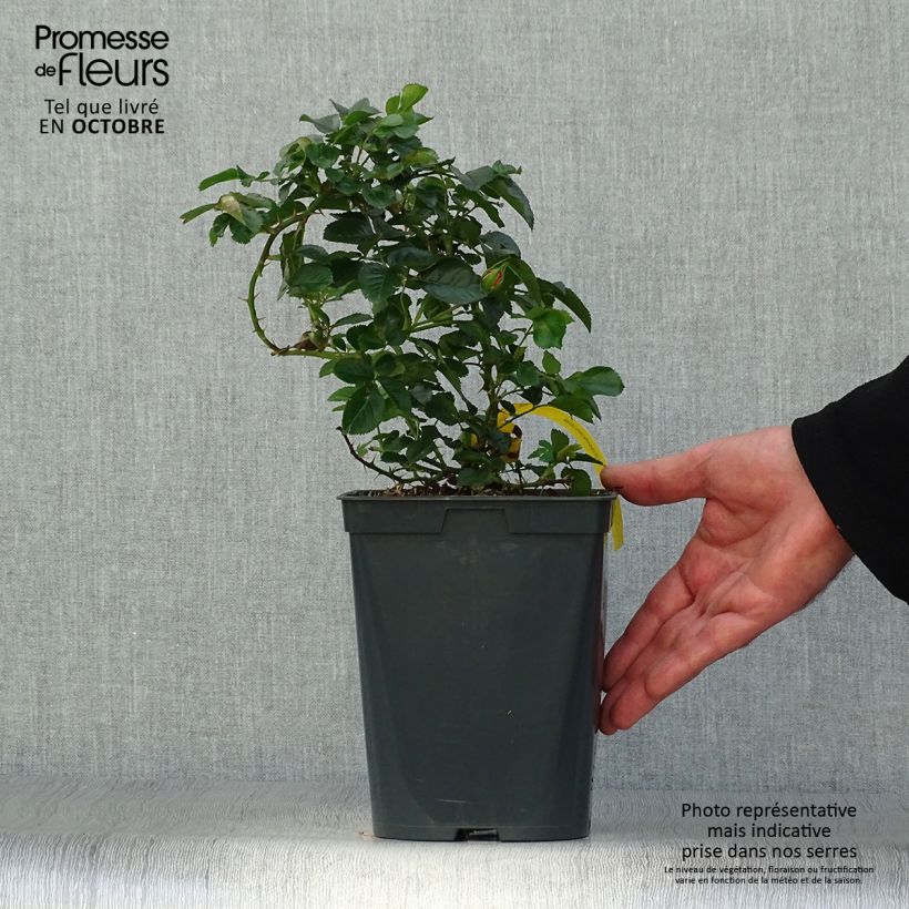 Esemplare di Rosier Bees Paradise Mango Pot de 3L/4L come consegnato in autunno