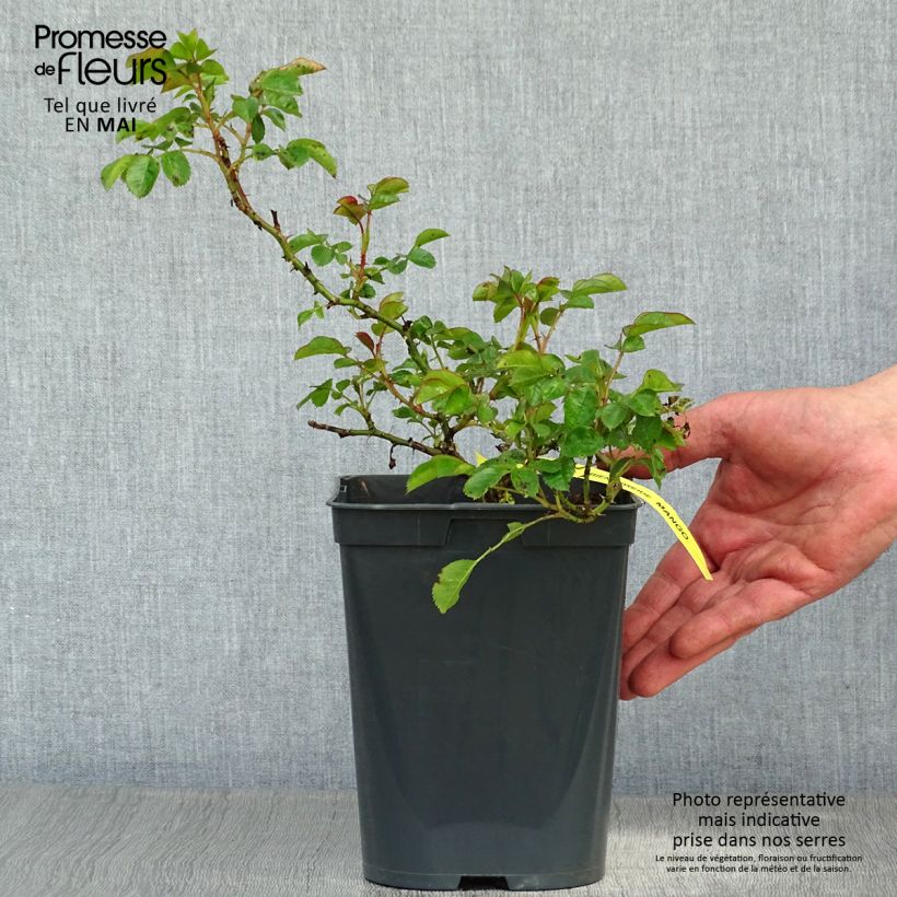 Example of Rosa polyantha Bees Paradise Mango Vaso da 3L/4L as you get in printemps