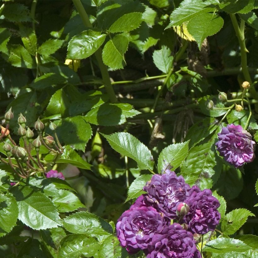 Rosa rampicante Bleu Magenta (Fogliame)