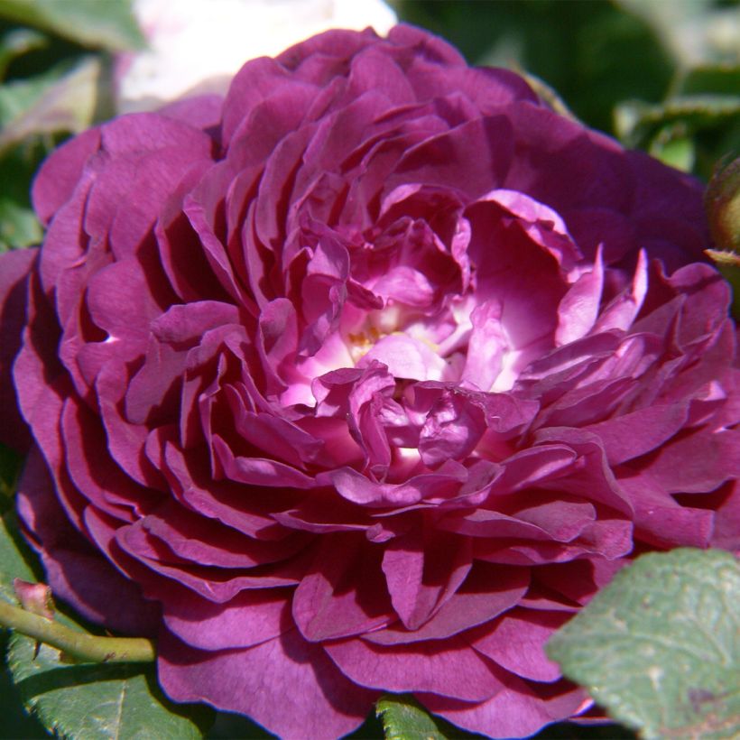 Rosa rampicante Bleu Magenta (Fioritura)