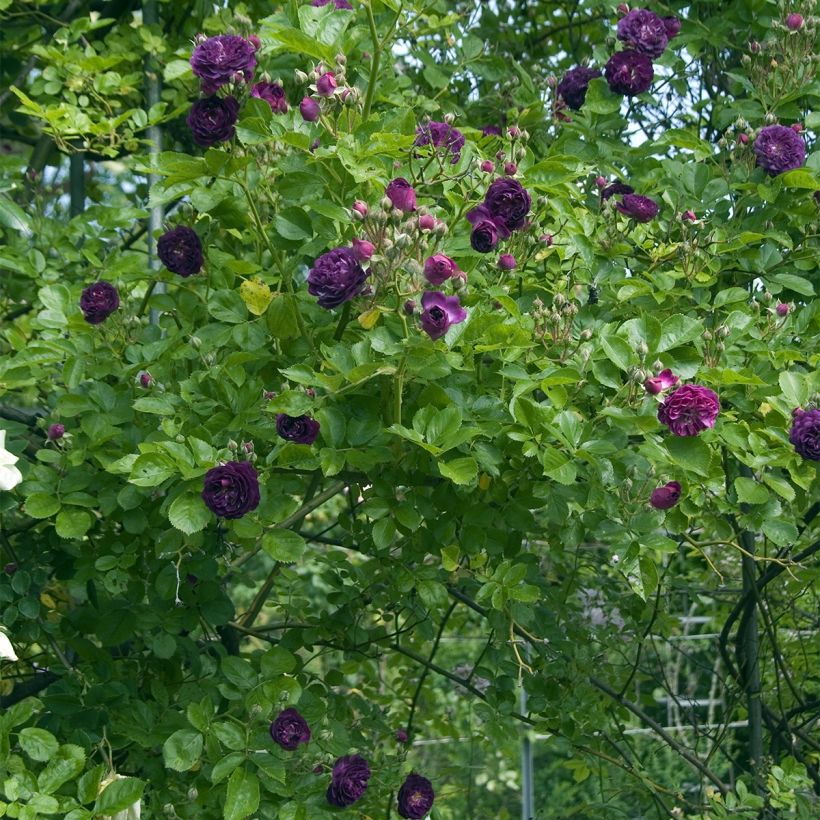 Rosa rampicante Bleu Magenta (Porto)