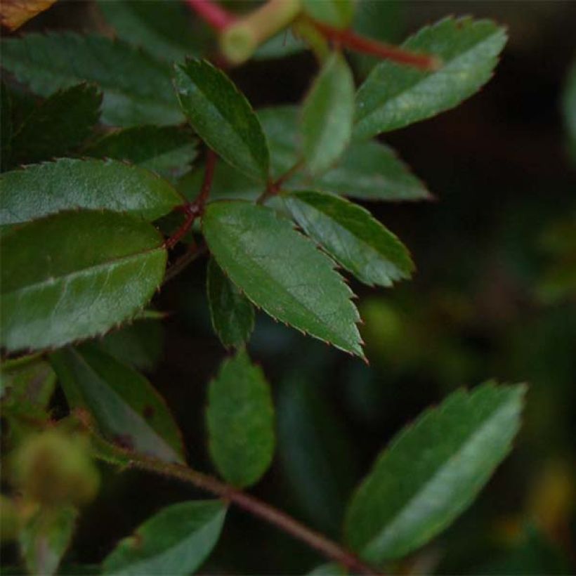 Rosa tappezzante Nozomi (Foliage)
