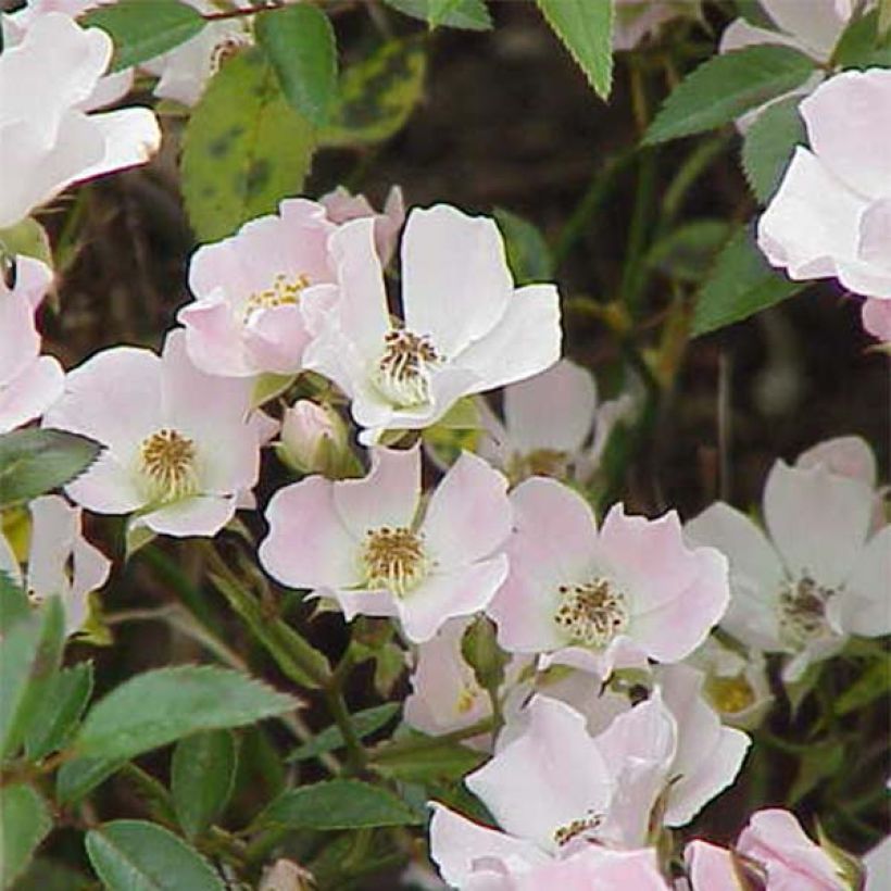 Rosa tappezzante Nozomi (Flowering)