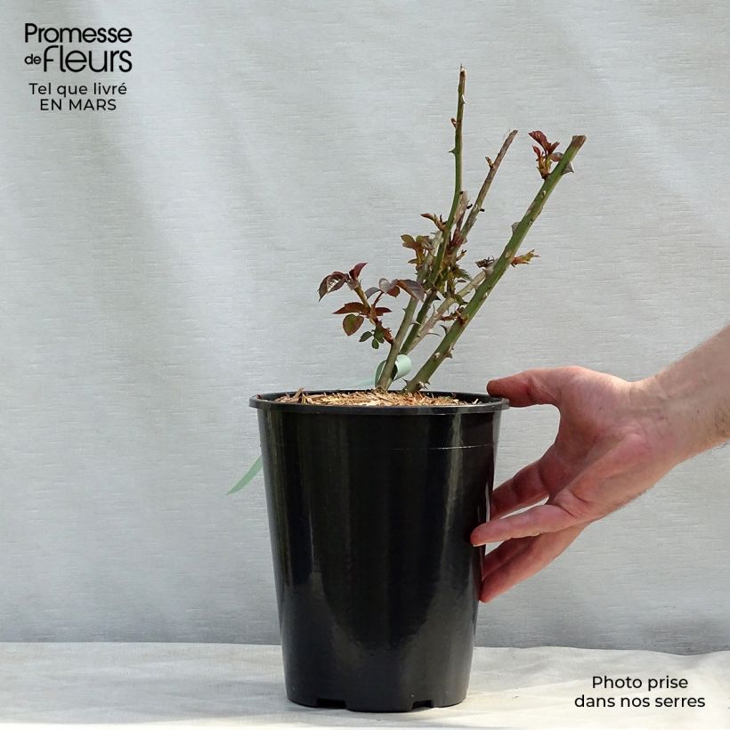 Rosa Abraham Darby Vaso da 4L/5L esemplare consegnato in inverno