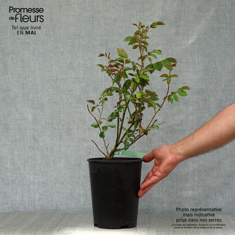 Rosa rampicante Albrighton Rambler Vaso da 4L/5L esemplare consegnato in primavera