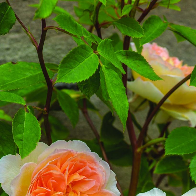 Rosa Bathsheba (Foliage)
