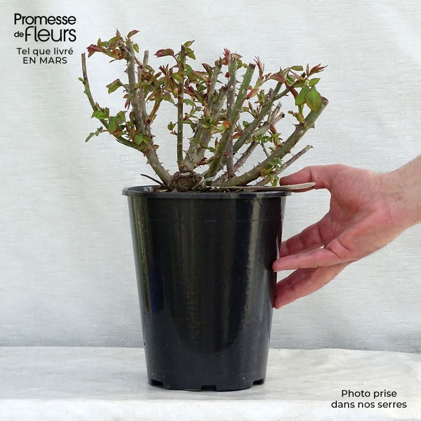 Rosa Benjamin Britten Vaso da 4L/5L esemplare consegnato in inverno
