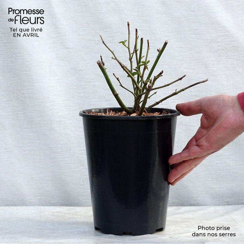 Example of Rosa Claire Austin Vaso da 4L/5L as you get in printemps