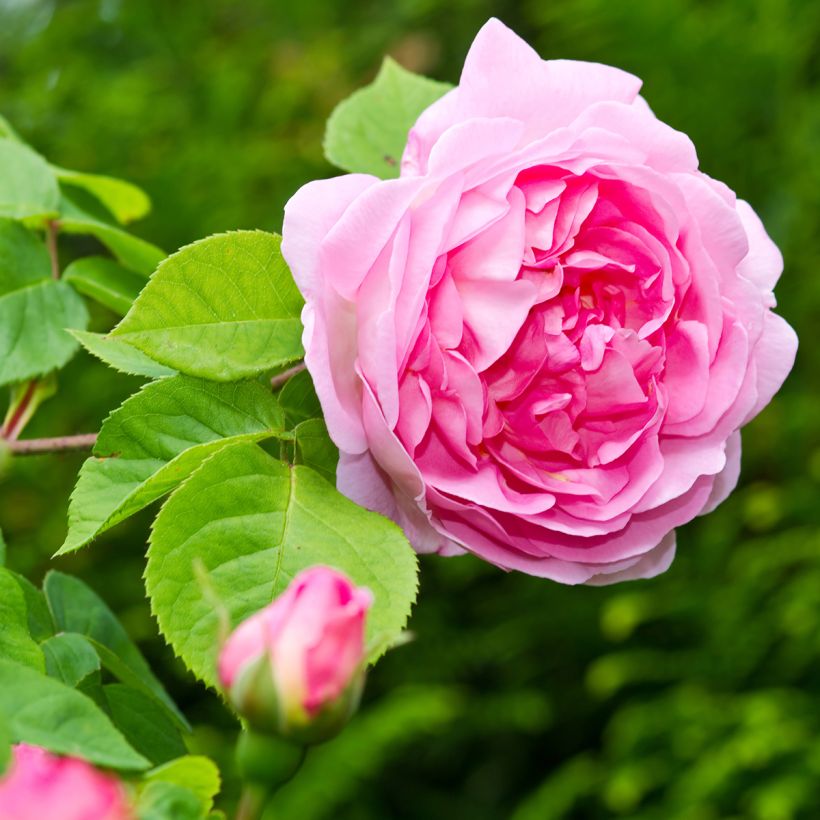 Rosa Constance Spry (Fioritura)