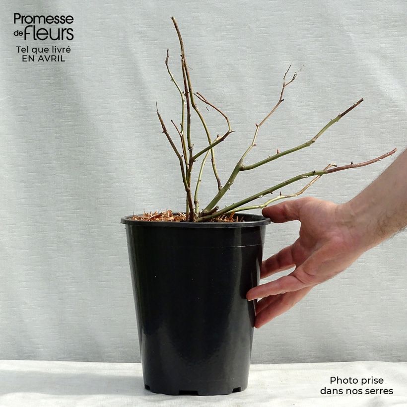 Rosa Crown Princess Margareta Vaso da 4L/5L esemplare consegnato in primavera