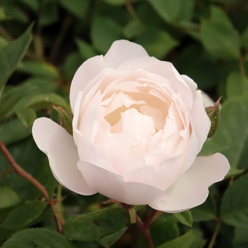 Rosa Desdemona (Flowering)