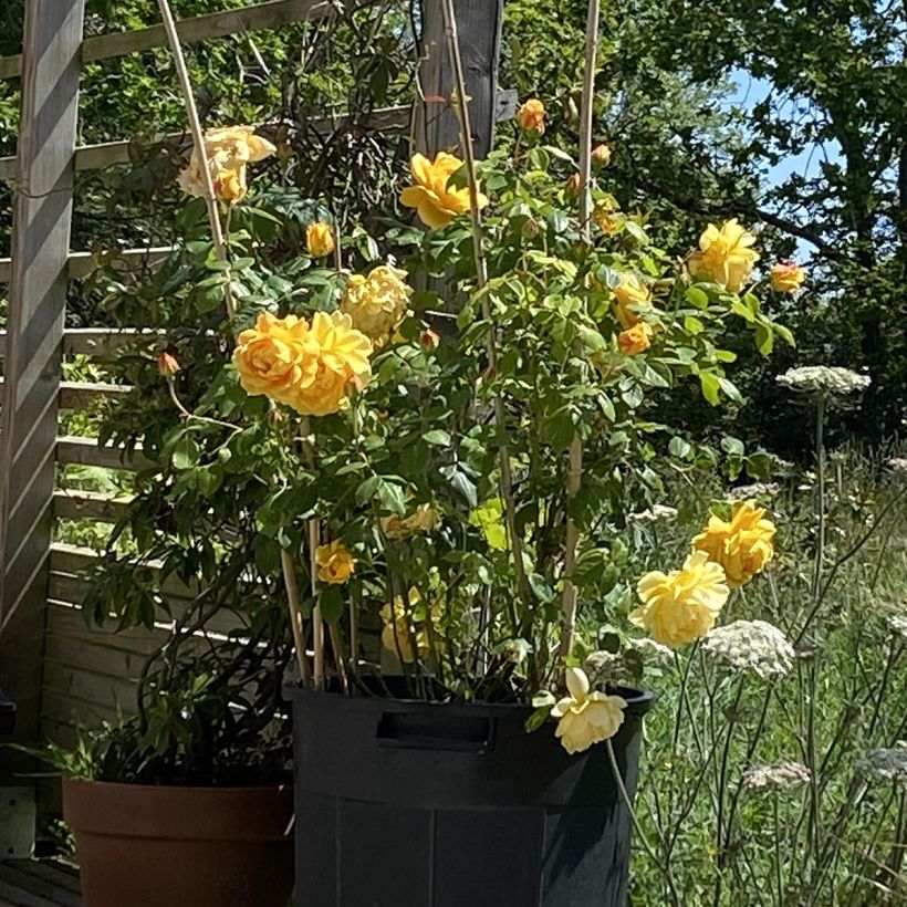 Rosa Golden Celebration (Plant habit)