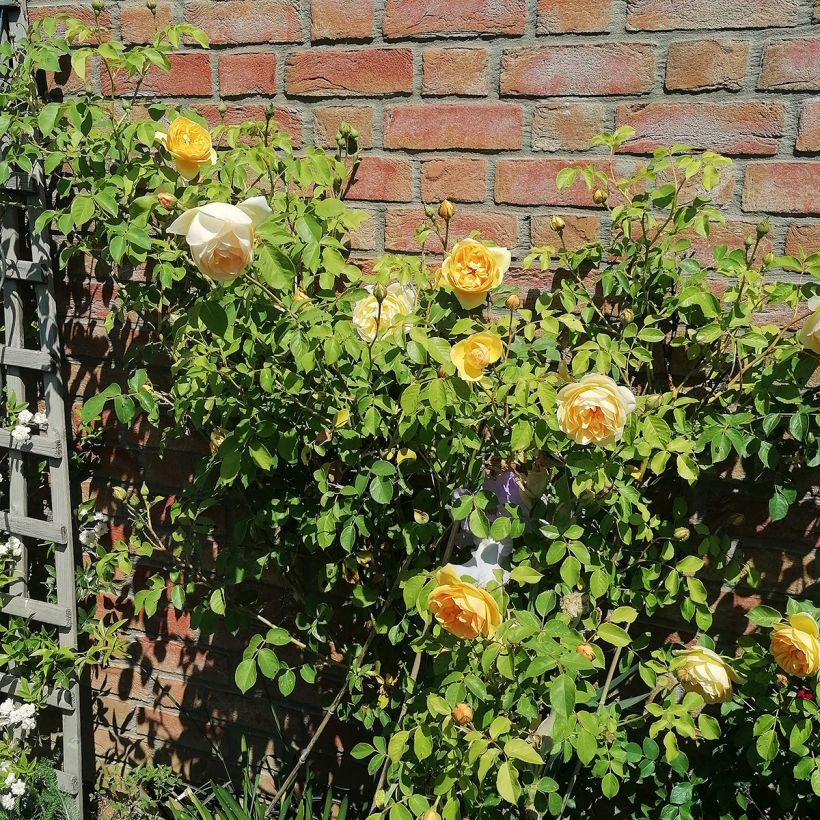 Rosa Graham Thomas (Porto)