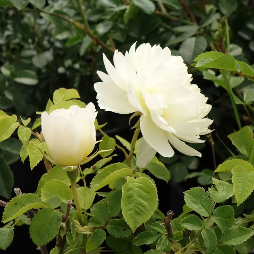 Rosa Imogen (Flowering)